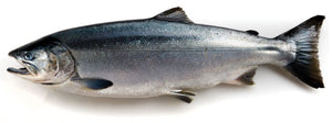Wild Coho 'Silver' Salmon (Basic Member)