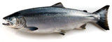 Wild Coho 'Silver' Salmon