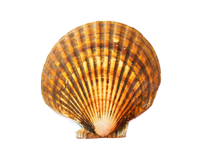 Alaskan Weathervane Scallops