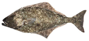 Wild Halibut