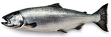 Wild Chinook 'King' Salmon